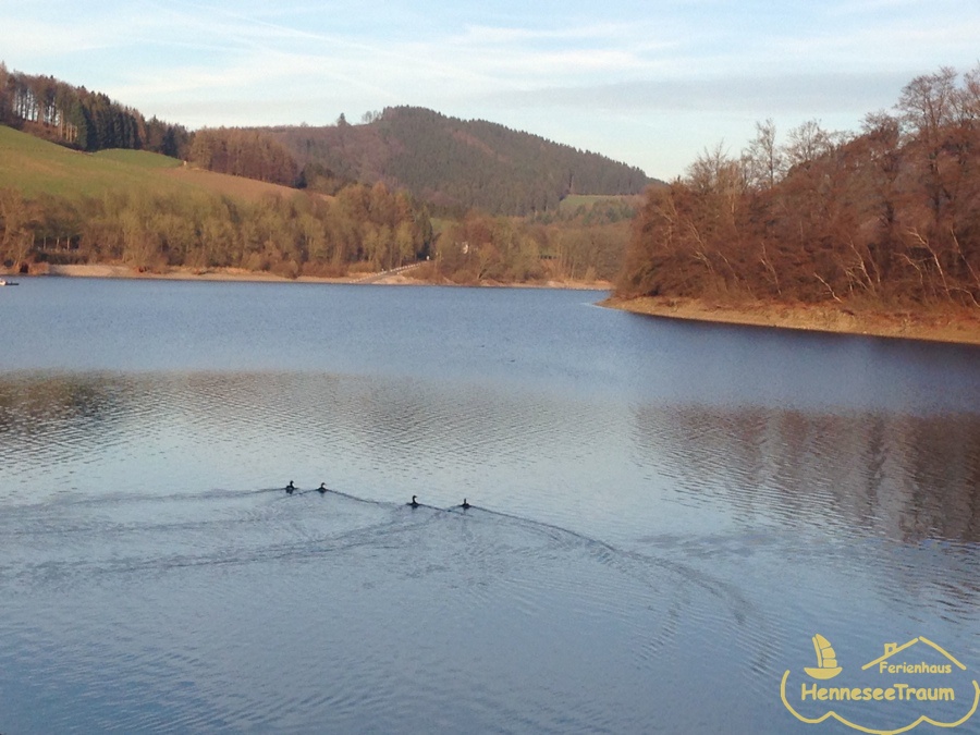 Relaxen Sie und beobachten die Enten...